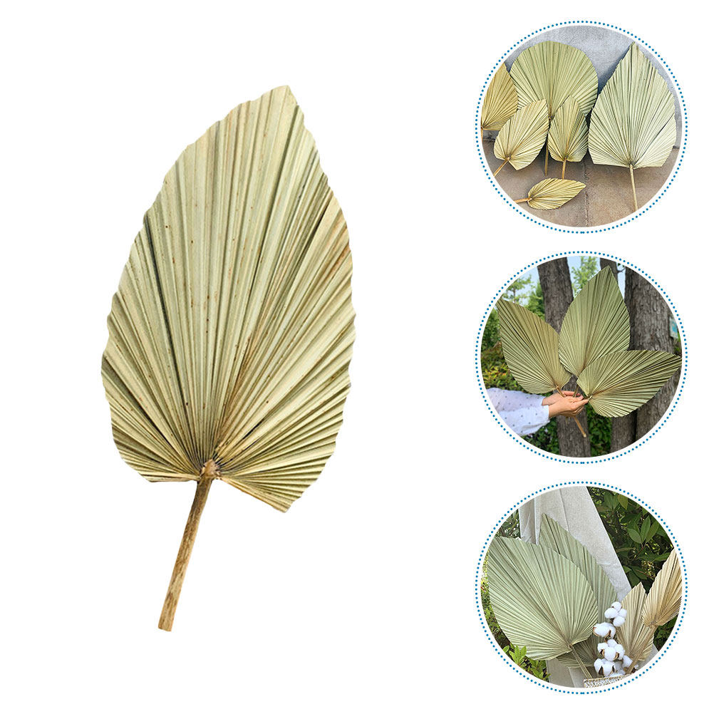 1 szt. Naturalny suszony liść  – Palm Leaf Dried recenzja i cena