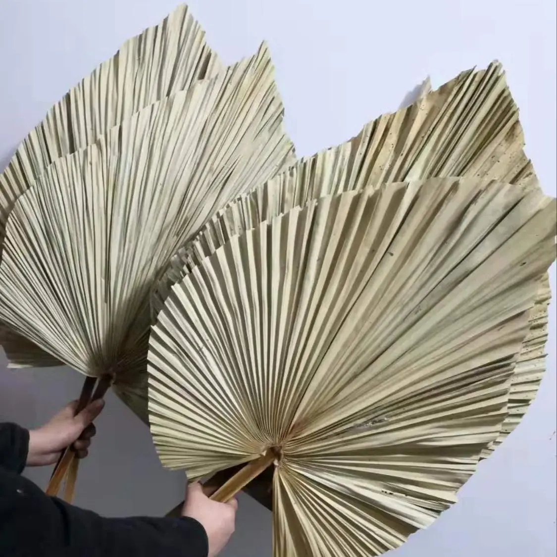 Naturalne suszone liście palmo – Palm Leaf Dried recenzja i cena
