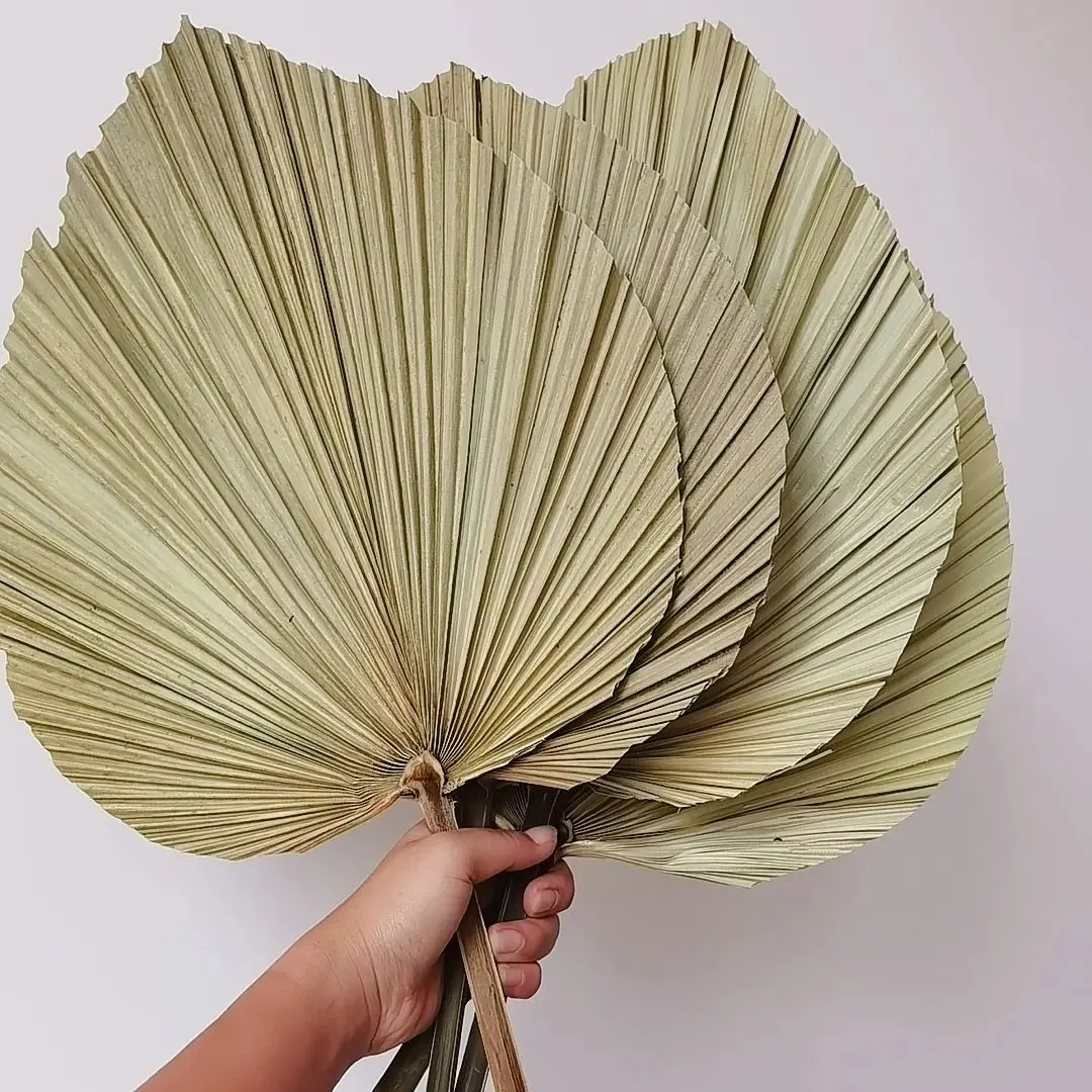 Naturalne suszone liście palmo – Palm Leaf Dried recenzja i cena