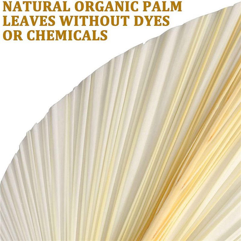 Duże Białe Suszone Liście Palm – Palm Leaf Dried recenzja i cena